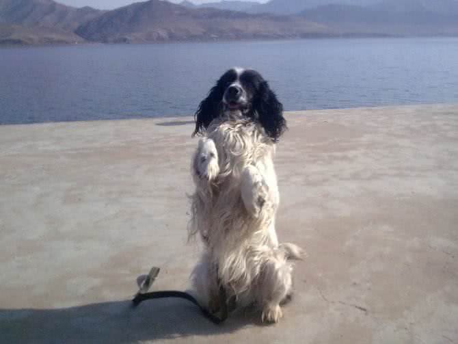 世界名犬—史宾格犬