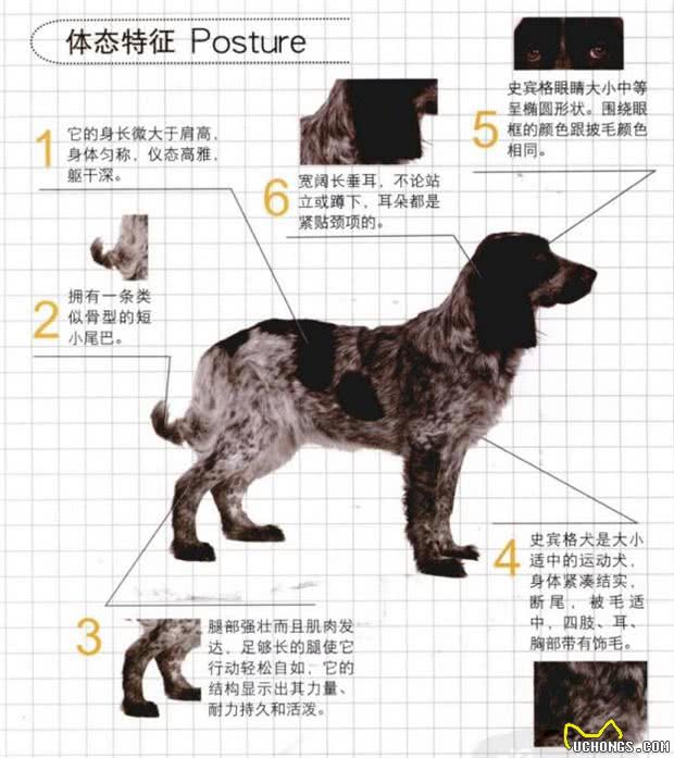 世界名犬—史宾格犬