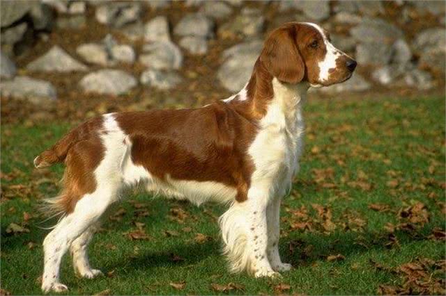 世界名犬—史宾格犬