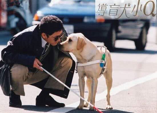 来自训犬师的劝退，拉布拉多缺点N多，你们还敢养?