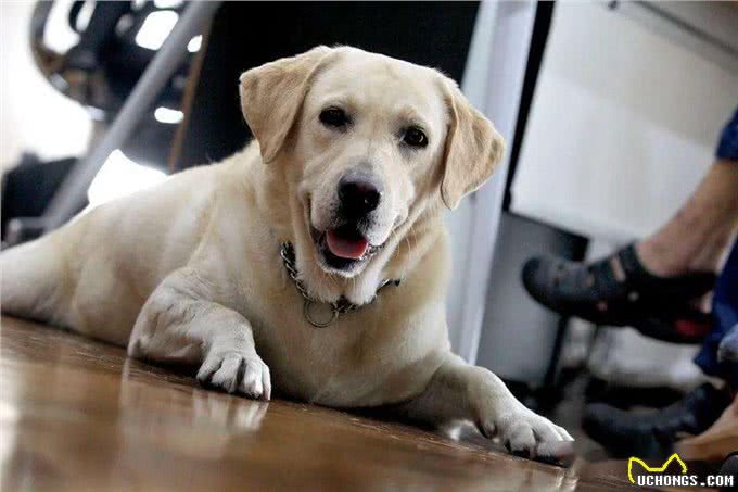 来自训犬师的劝退，拉布拉多缺点N多，你们还敢养?