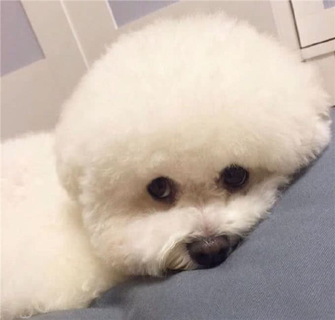 比熊拉血怎么回事，铲屎官不要担心，原因是这样