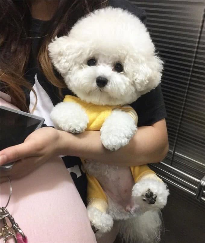 比熊拉血怎么回事，铲屎官不要担心，原因是这样