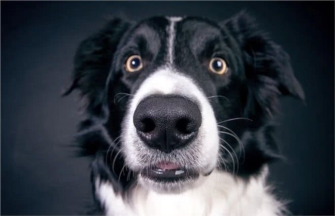牧羊犬为何会放牧?基因让狗狗各有所长