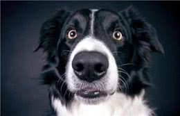牧羊犬为何会放牧?基因让狗狗各有所长