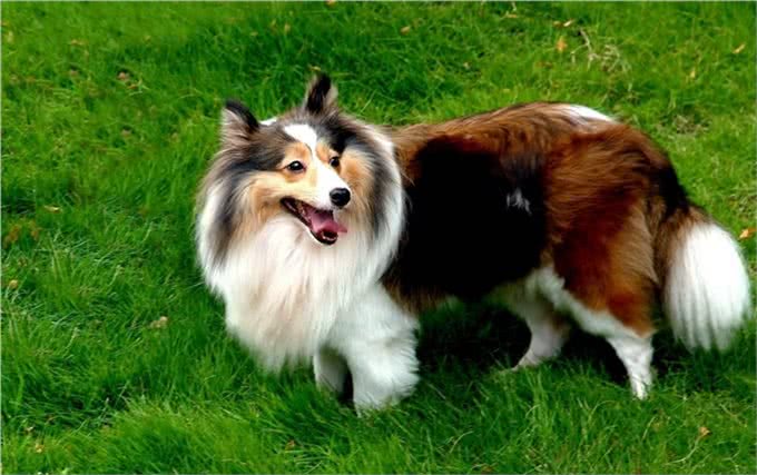 世界名犬—苏格兰牧羊犬