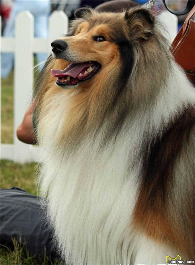 世界名犬—苏格兰牧羊犬