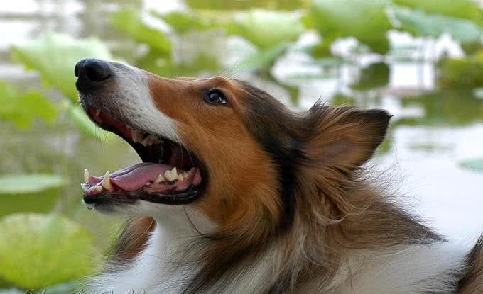世界名犬—苏格兰牧羊犬
