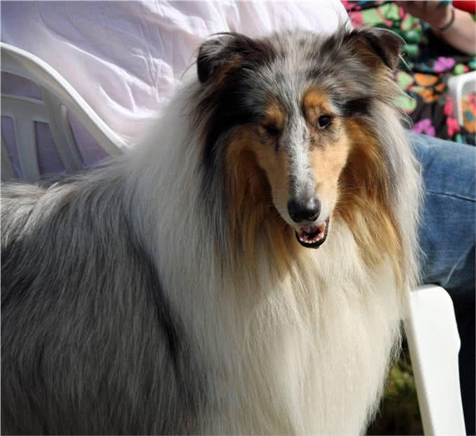 世界名犬—苏格兰牧羊犬
