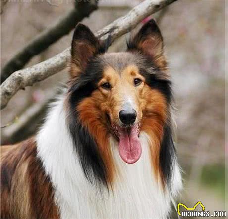 世界名犬—苏格兰牧羊犬