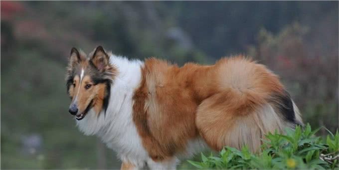 世界名犬—苏格兰牧羊犬