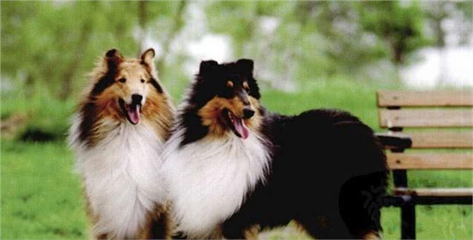 世界名犬—苏格兰牧羊犬