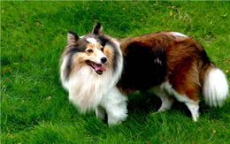 世界名犬—苏格兰牧羊犬