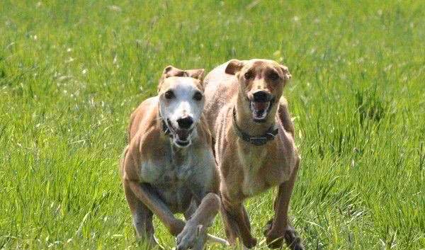 如此名贵的西班牙灵提犬用完就丢弃，每年弃养、杀死50000只