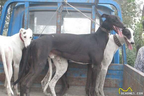 如此名贵的西班牙灵提犬用完就丢弃，每年弃养、杀死50000只