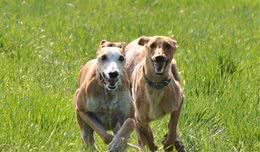 如此名贵的西班牙灵提犬用完就丢弃，每年弃养、杀死50000只