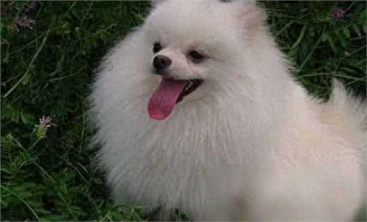 博美犬外表小巧可爱,为什么养它的人不多