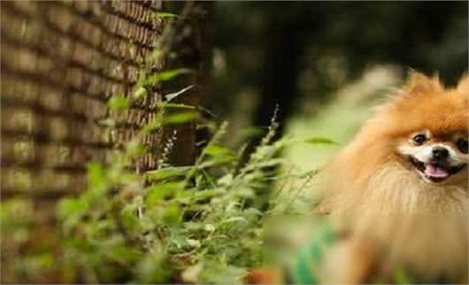 博美犬外表小巧可爱,为什么养它的人不多