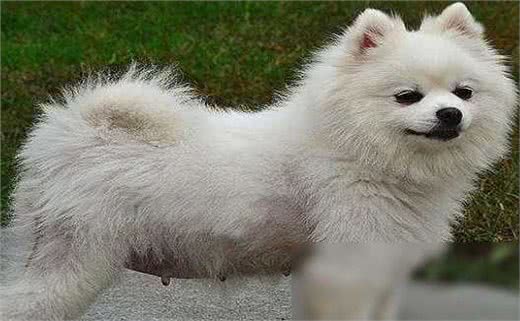 博美犬外表小巧可爱,为什么养它的人不多