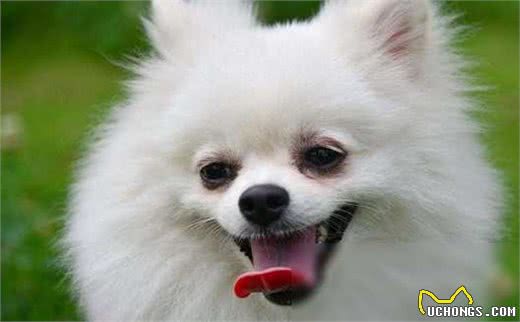 博美犬外表小巧可爱,为什么养它的人不多