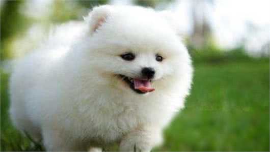 博美犬外表小巧可爱，为什么养它的人不多