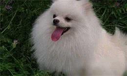 博美犬外表小巧可爱，为什么养它的人不多