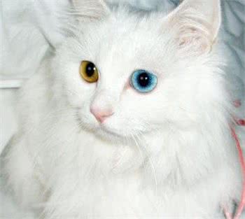 我们家里养的猫居然有这么大名堂!