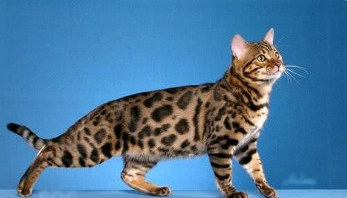 我们家里养的猫居然有这么大名堂!