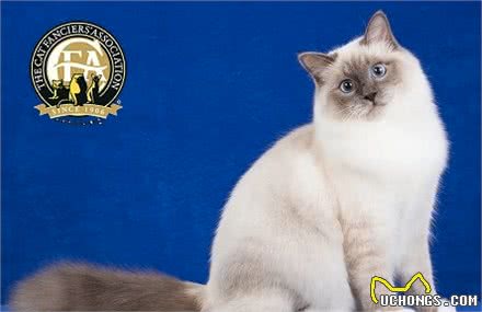 我们家里养的猫居然有这么大名堂!