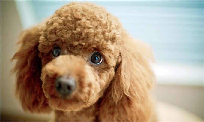 想养泰迪犬，记住别养公的，原因有5个