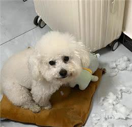 狗狗的营养加油站，这些东西竟是它们的补品!多喂多健康!