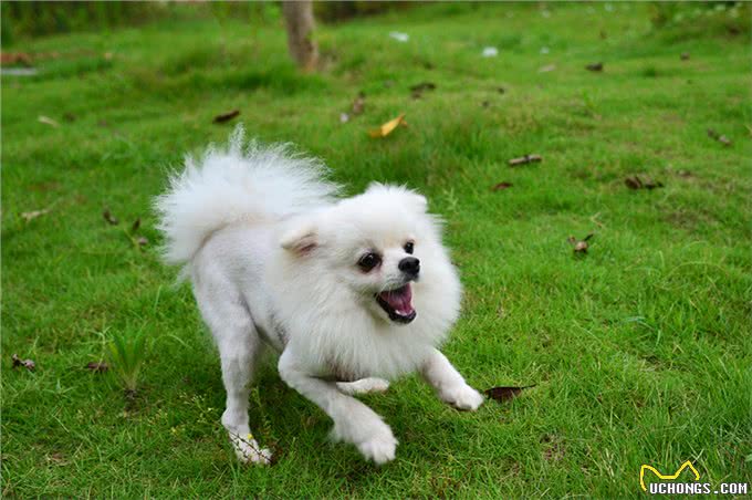小姐关于博美犬，计划饲养的你一定要了解!