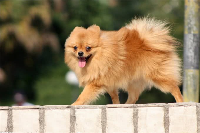 小姐关于博美犬，计划饲养的你一定要了解!