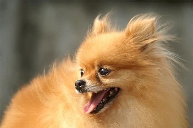 小姐关于博美犬，计划饲养的你一定要了解!