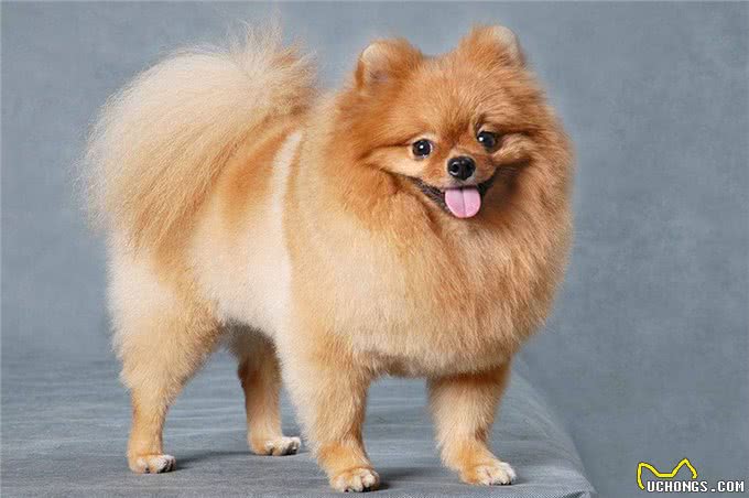 小姐关于博美犬，计划饲养的你一定要了解!