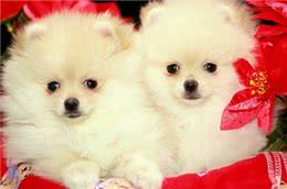 小姐关于博美犬，计划饲养的你一定要了解!