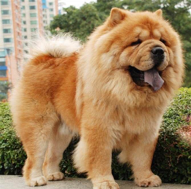 宠物品种:统计十大宠物犬，哪个最受欢迎，敢说选泰迪的人最多