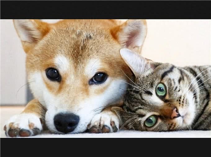 狗狗对猫过度反应?学会这招让它们和谐相处!