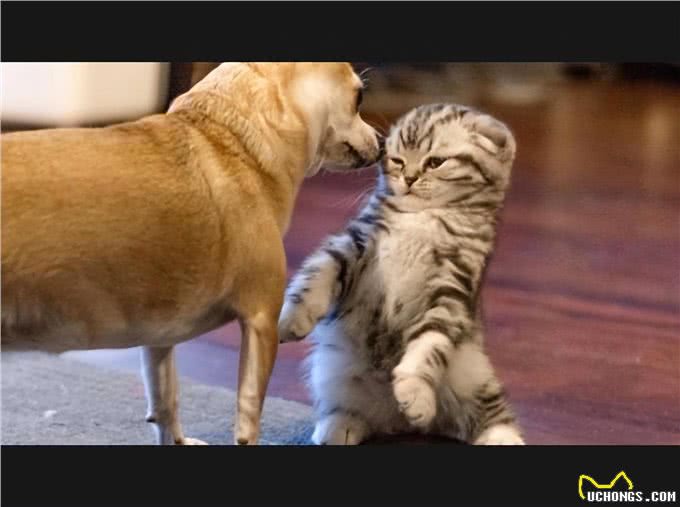 狗狗对猫过度反应?学会这招让它们和谐相处!