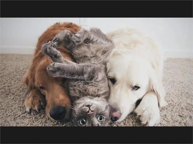 狗狗对猫过度反应?学会这招让它们和谐相处!