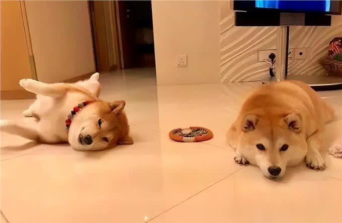 新手养宠：狗狗几个月换牙?快来学学