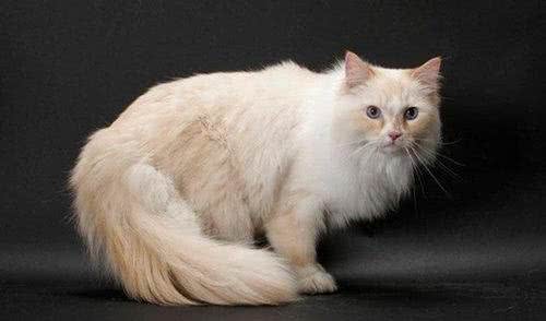 褴褛猫资料大全褴褛猫生活习性