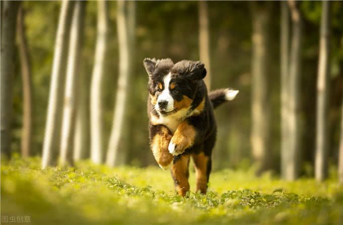 54、学英语，看世界:伯恩山犬