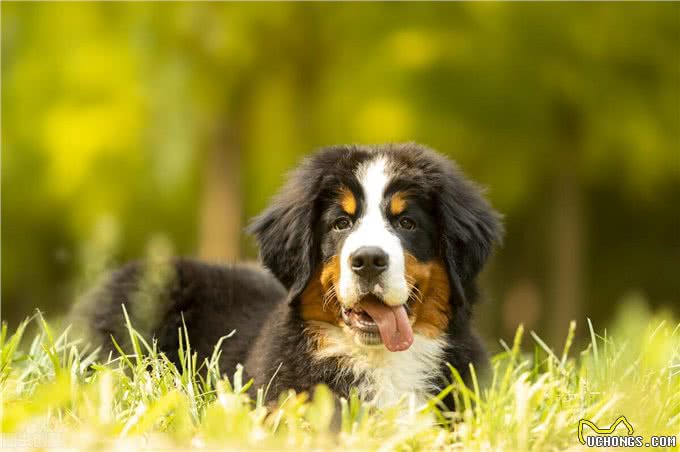 54、学英语，看世界:伯恩山犬