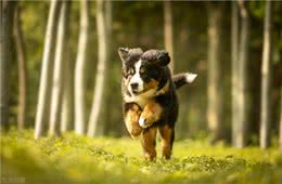 54、学英语，看世界:伯恩山犬