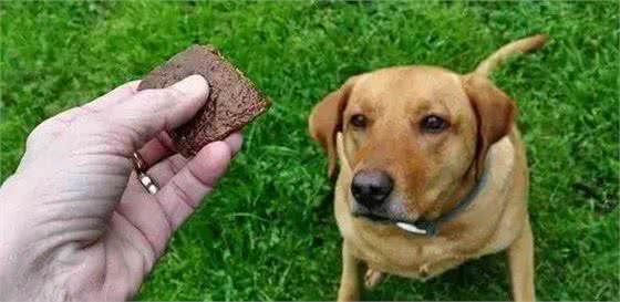 宠物小知识—狗狗怀孕要悉心照顾