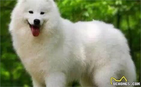 宠物小知识—狗狗怀孕要悉心照顾