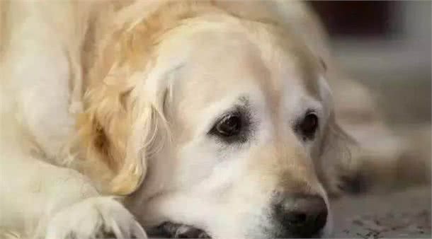 宠物小知识—狗狗怀孕要悉心照顾