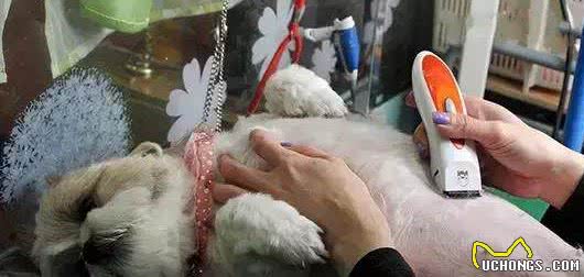 宠物小知识—狗狗怀孕要悉心照顾