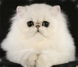 你了解波斯猫吗?